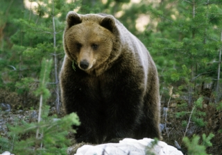 UN OURS BIEN DRESSÉ !