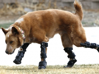 Malgré un abandon qui lui a coûté ses pattes, ce chien peut courir grâce à des prothèses !