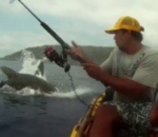 Le pêcheur en kayak et le requin