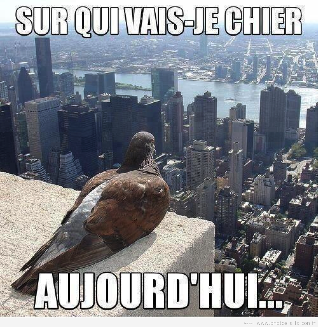 Haaaaaaaa les pigeons ...