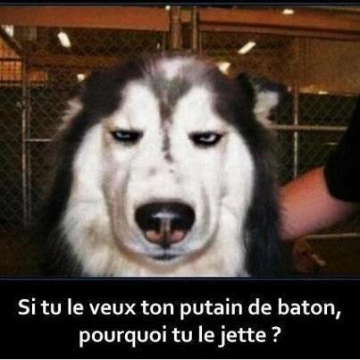 ce que pensent les chiens !! 