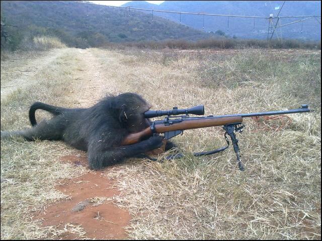 Bientôt des singes dans l'armée ?