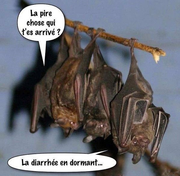 La pire chose qui puisse arriver à une chauve-souris